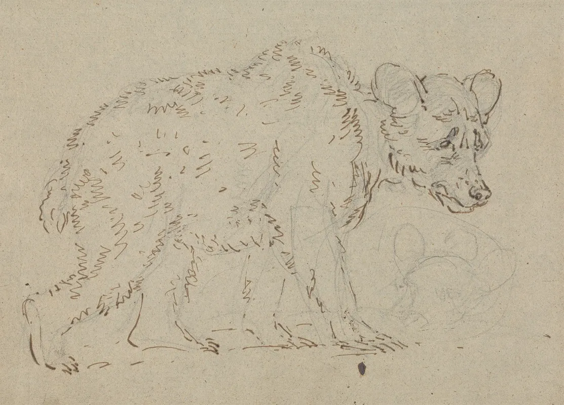 Study Of A Bear 2