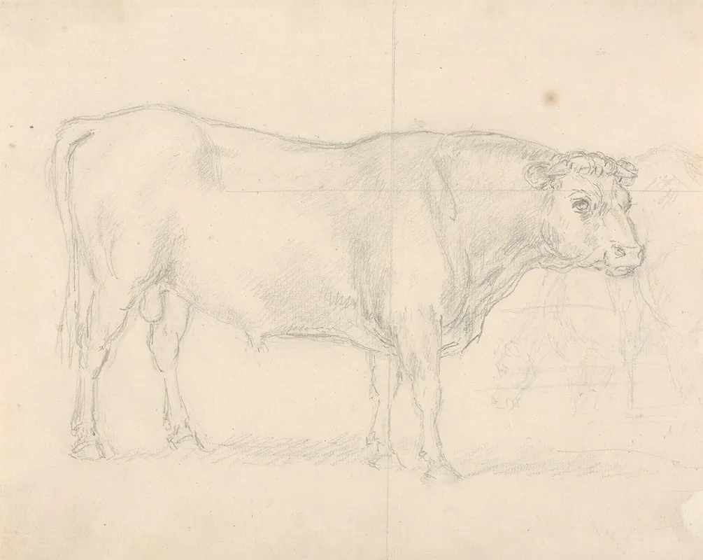 Study Of A Bull 2