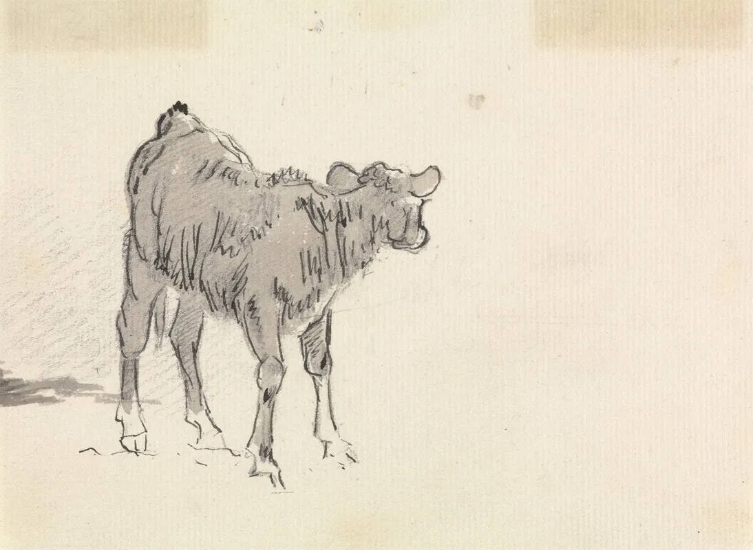 Study Of A Calf 2