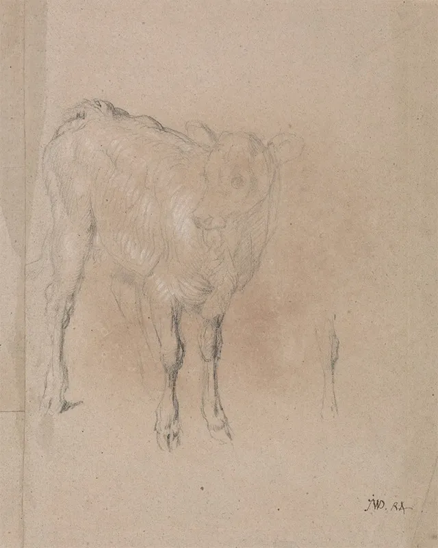 Study Of A Calf