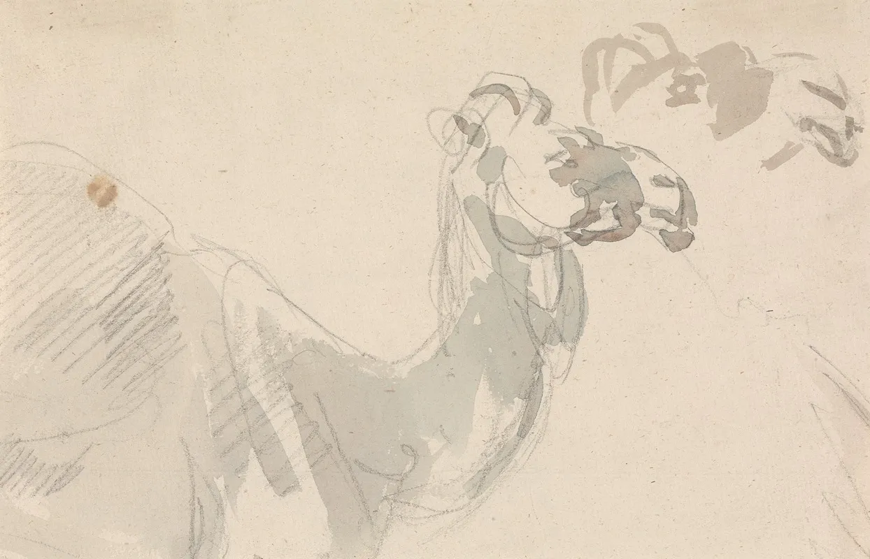 Study Of A Camel 2