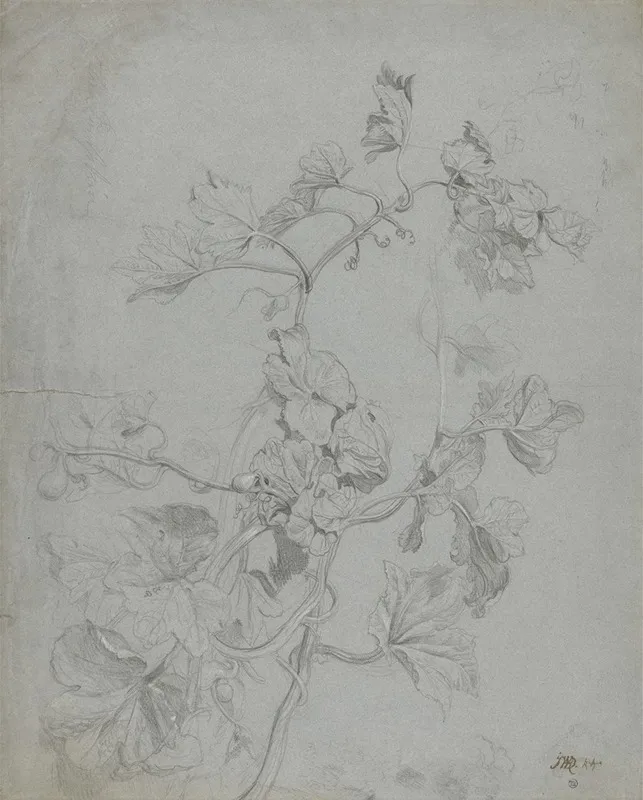 Study Of A Climbing Plant Pumpkin Family