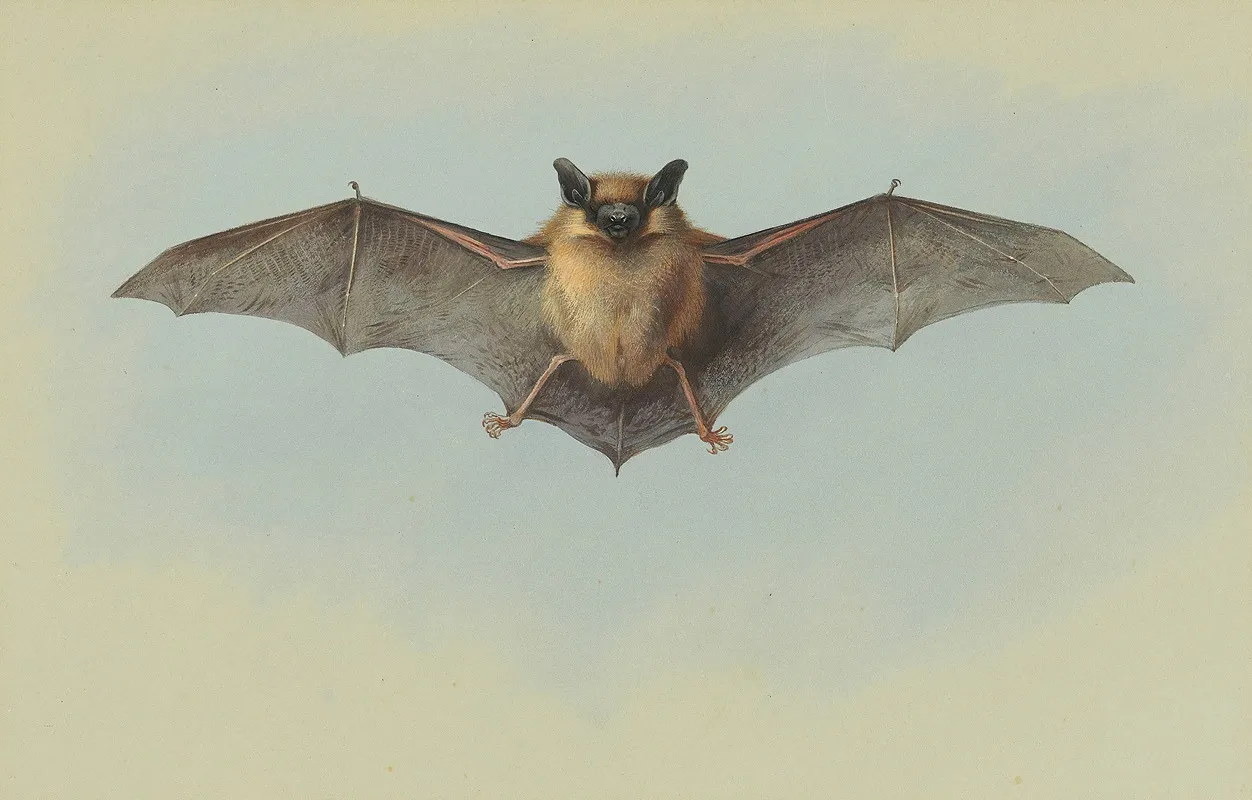 Study Of A Common Pipistrelle Bat Wall Art by Archibald Thorburn - High-Resolution Digital Print