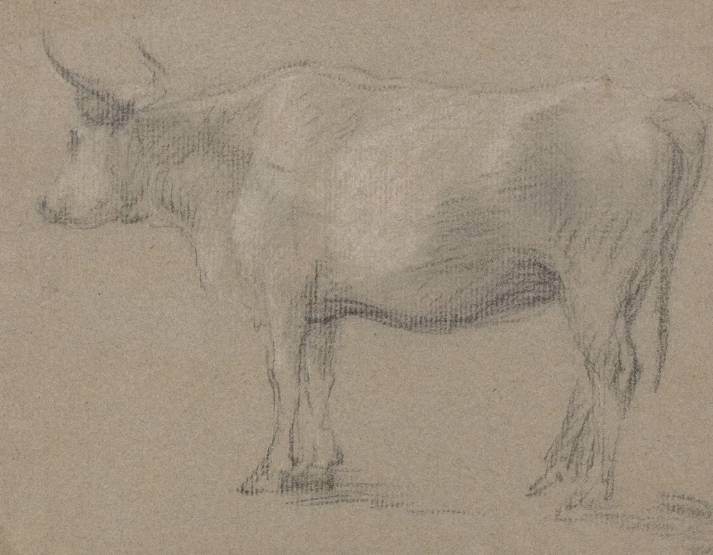 Study Of A Cow 5