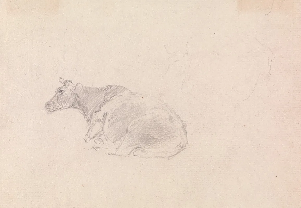 Study Of A Cow Lying Down