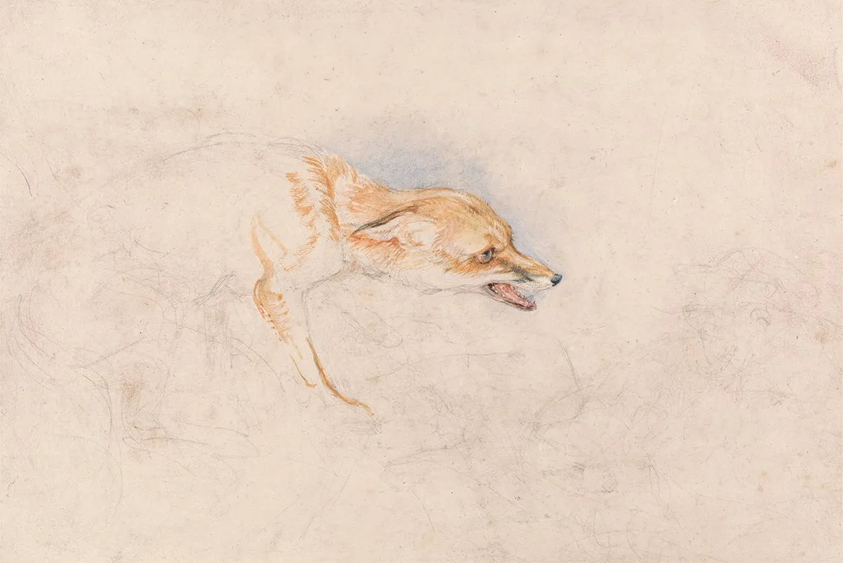 Study Of A Crouching Fox Facing Right