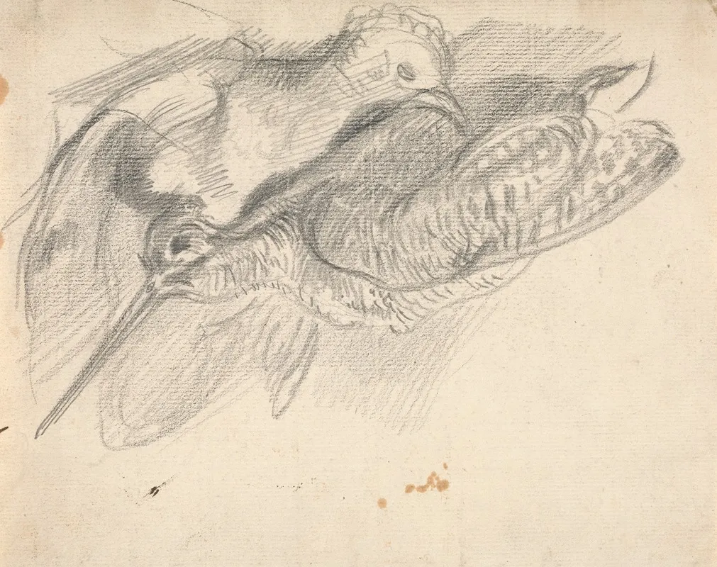 Study Of A Dead Woodcock And Another Bird