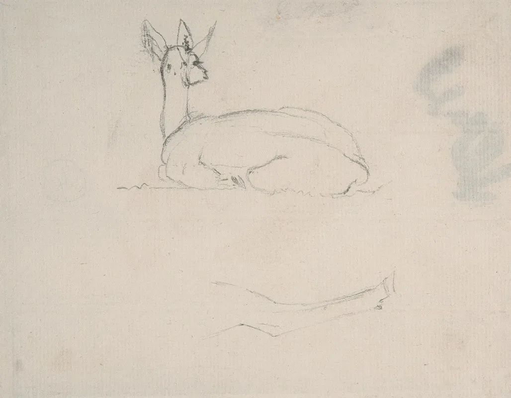Study Of A Deer Resting Back View