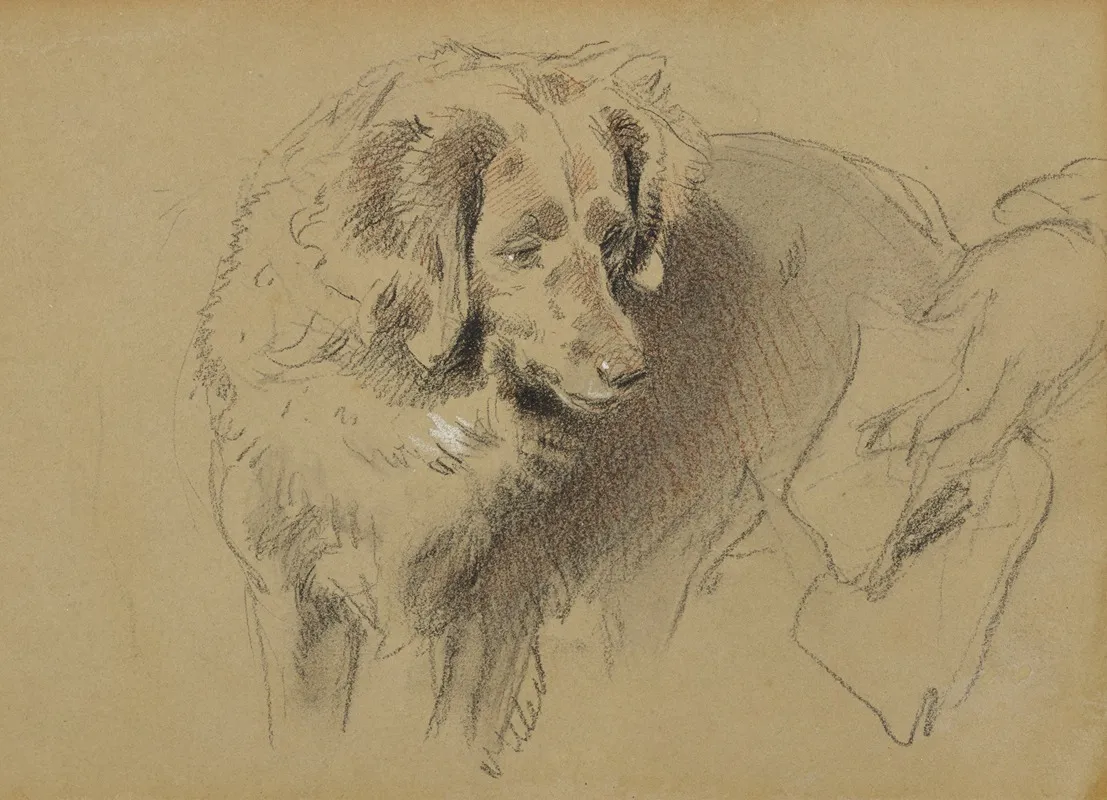 Study Of A Dog 2