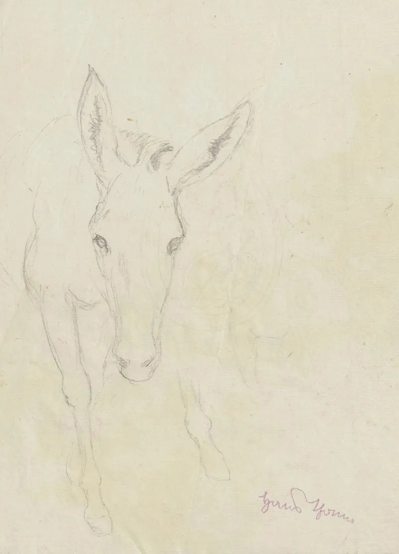Study Of A Donkey Depicted From The Front