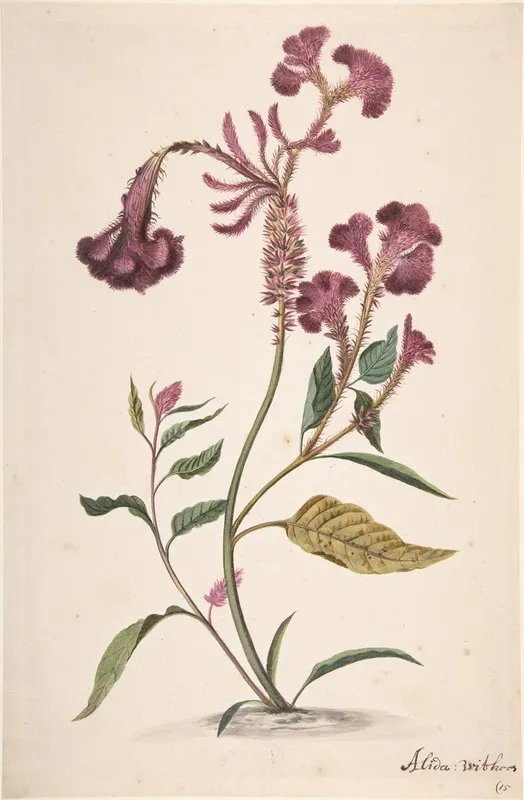 Study Of A Hanekam Celosia Argentea Wall Art by Alida Withoos - High-Resolution Digital Print