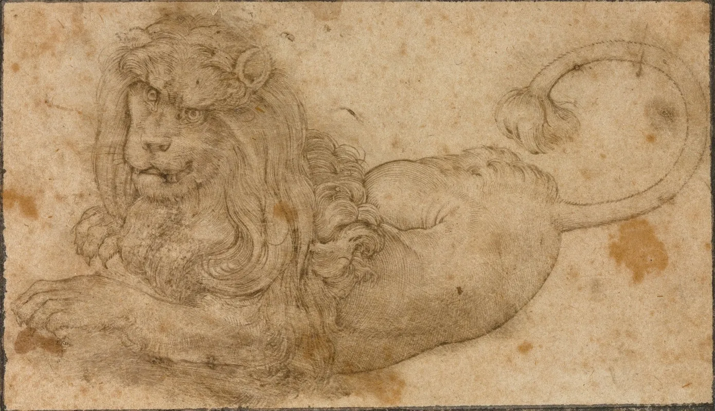 Study Of A Lion 2