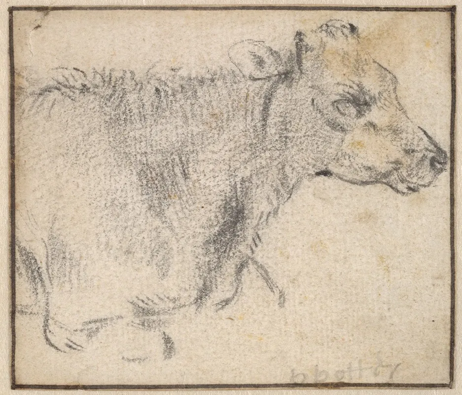Study Of A Lying Cow
