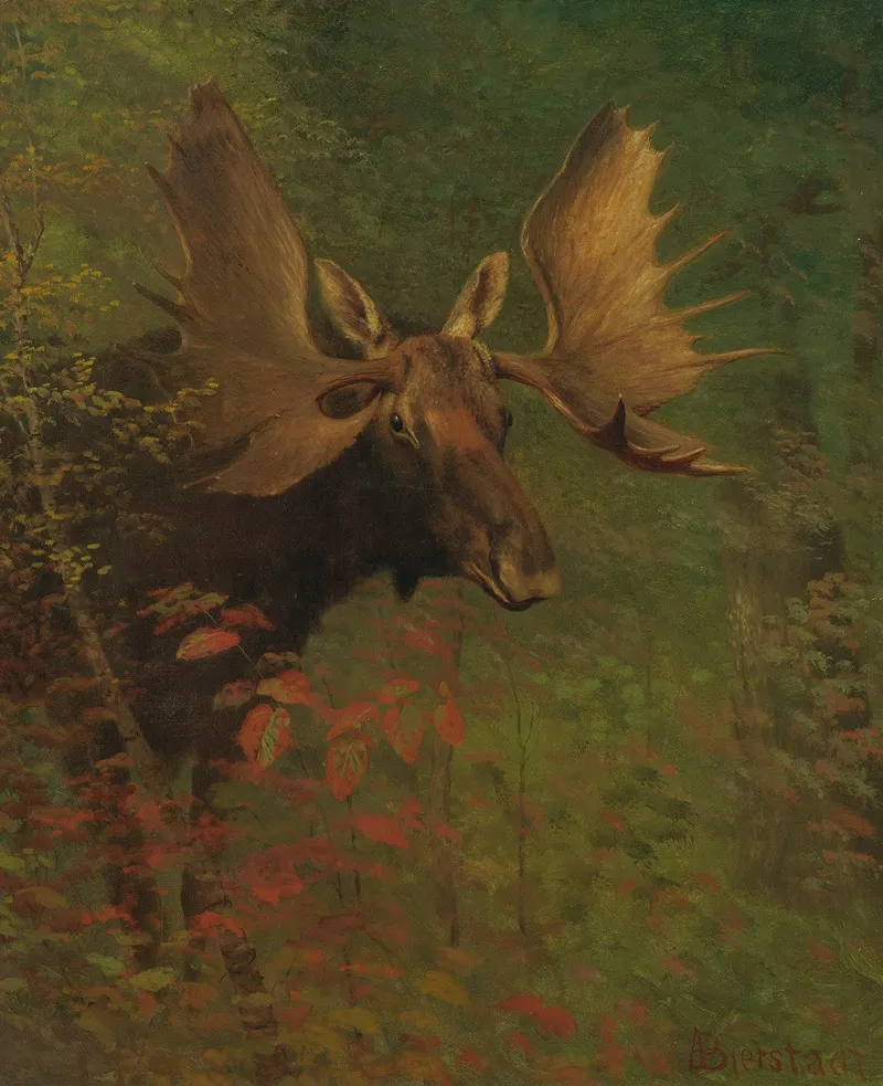Study Of A Moose Wall Art by Albert Bierstadt - High-Resolution Digital Print