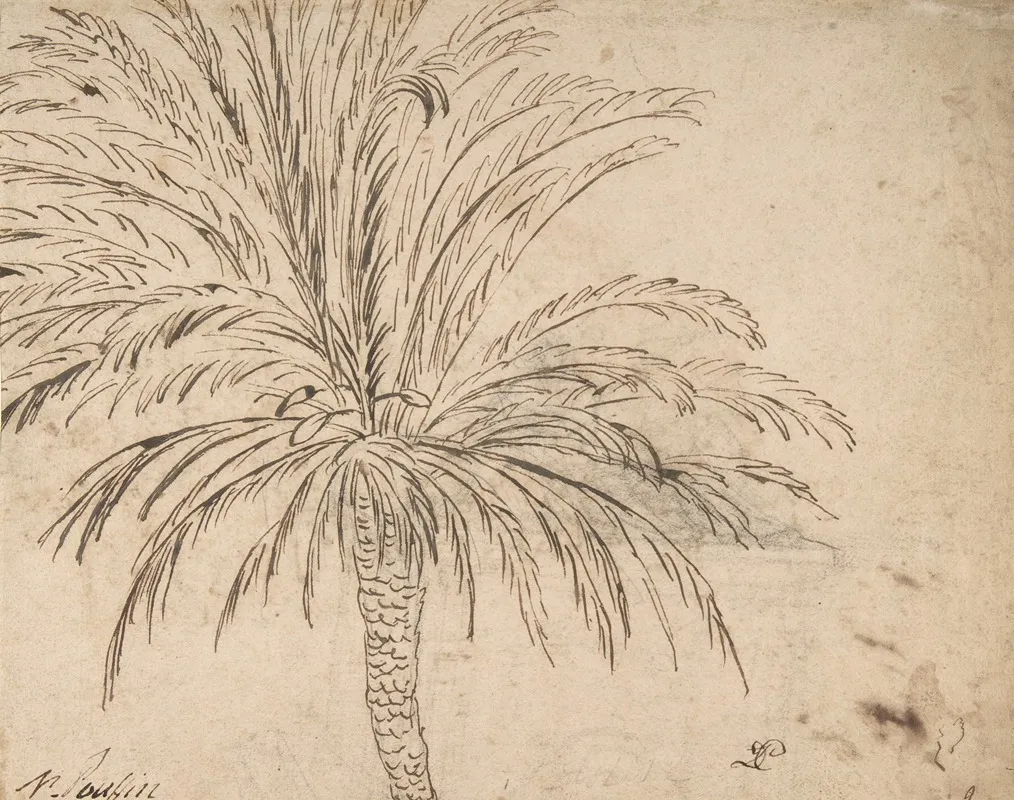 Study Of A Palm Tree 2