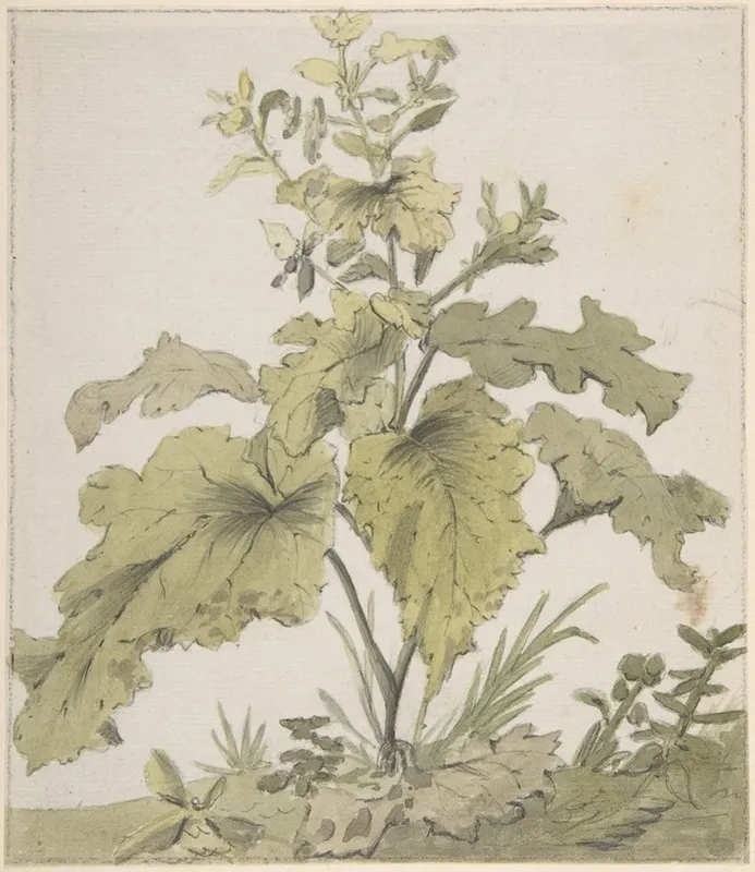 Study Of A Plant
