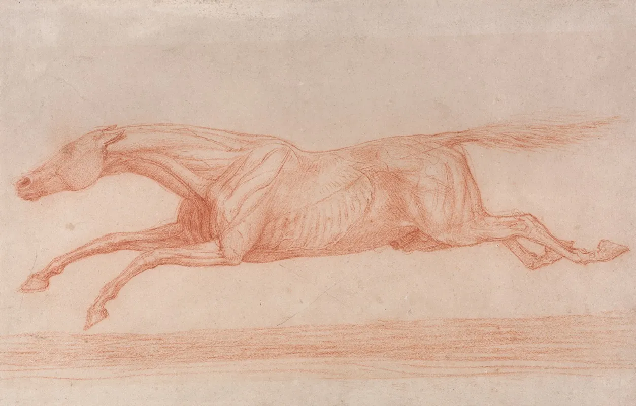 Study Of A Racehorse In Action Galloping To Left A Semi Anatomical Study With Skin Flayed To Show Action Of Muscles Wall Art by George Stubbs - High-Resolution Digital Print