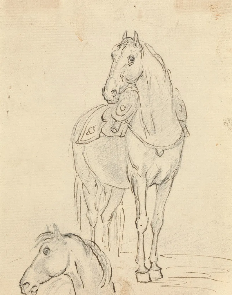 Study Of A Saddled Horse And Horses Head