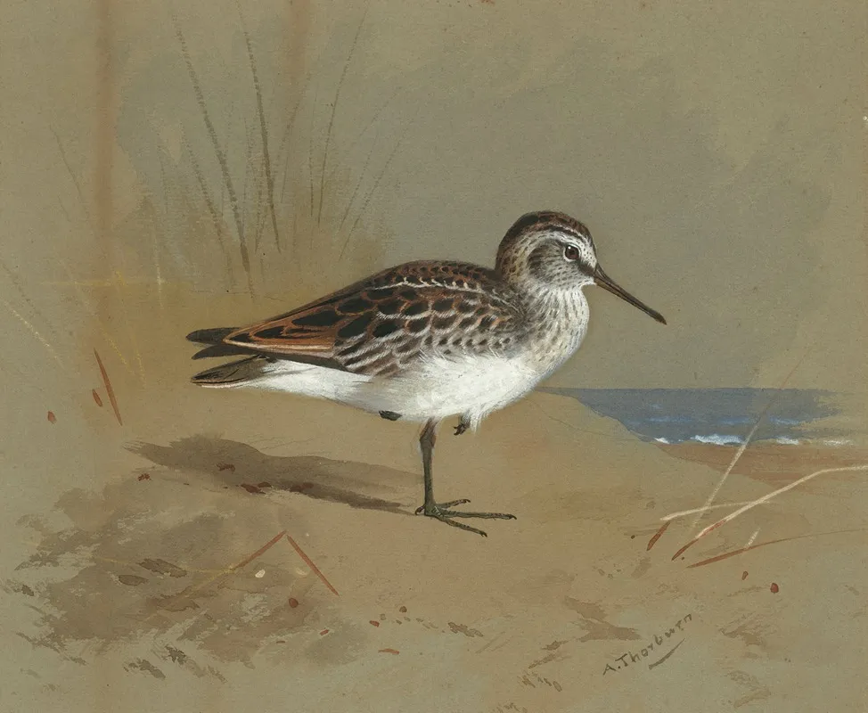 Study Of A Sandpiper Wall Art by Archibald Thorburn - High-Resolution Digital Print