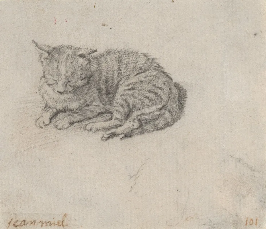 Study Of A Sleeping Cat