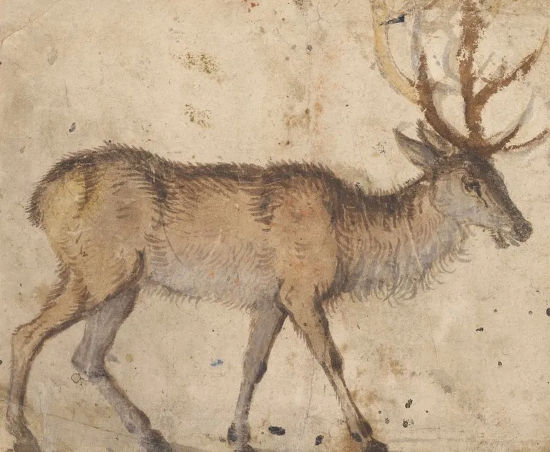 Study Of A Stag