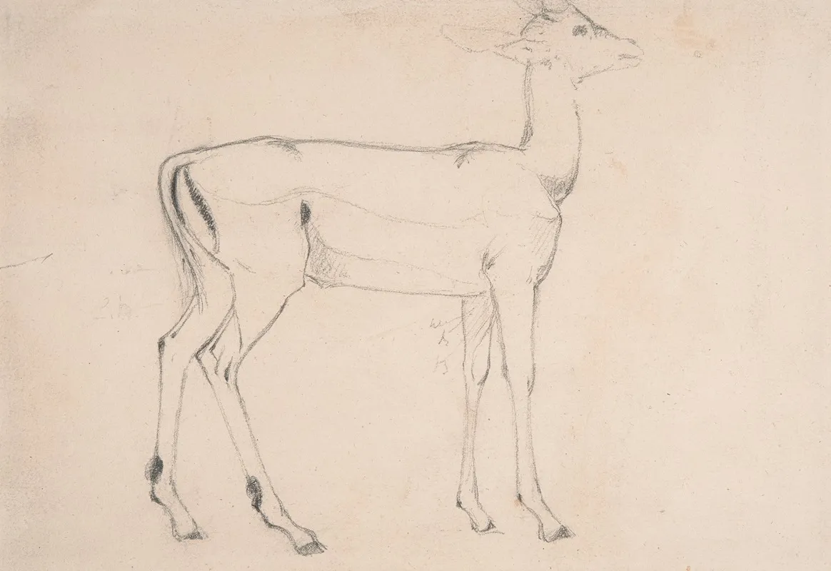 Study Of A Standing Deer