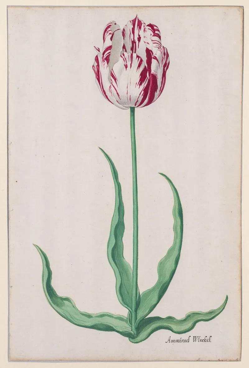 Study Of A Tulip Ammirael Winckel Wall Art by Pieter Holsteyn II - High-Resolution Digital Print