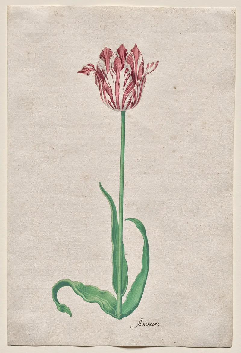 Study Of A Tulip Anvaers Wall Art by Pieter Holsteyn II - High-Resolution Digital Print