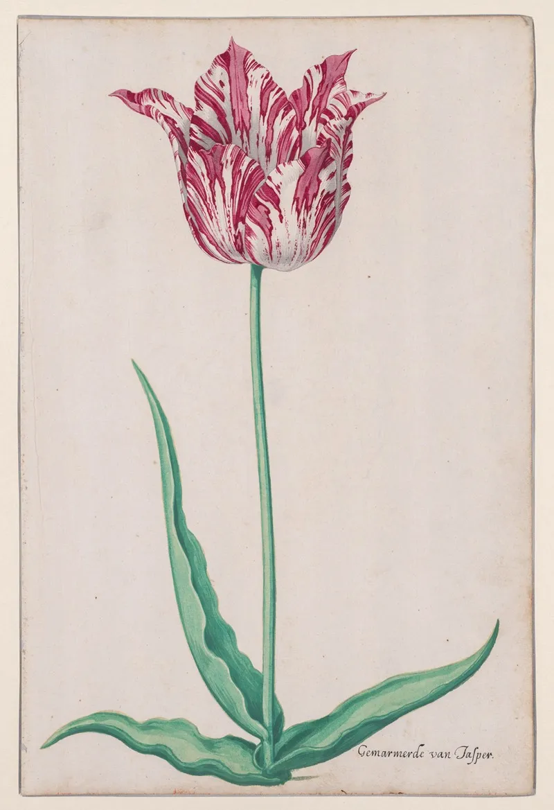 Study Of A Tulip Gemarmerde Van Jasper Wall Art by Pieter Holsteyn II - High-Resolution Digital Print