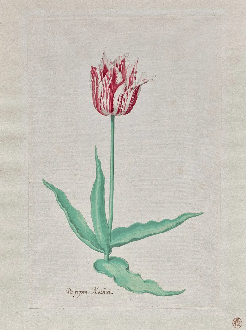 Study Of A Tulip Perregoen Machieu Wall Art by Pieter Holsteyn II - High-Resolution Digital Print