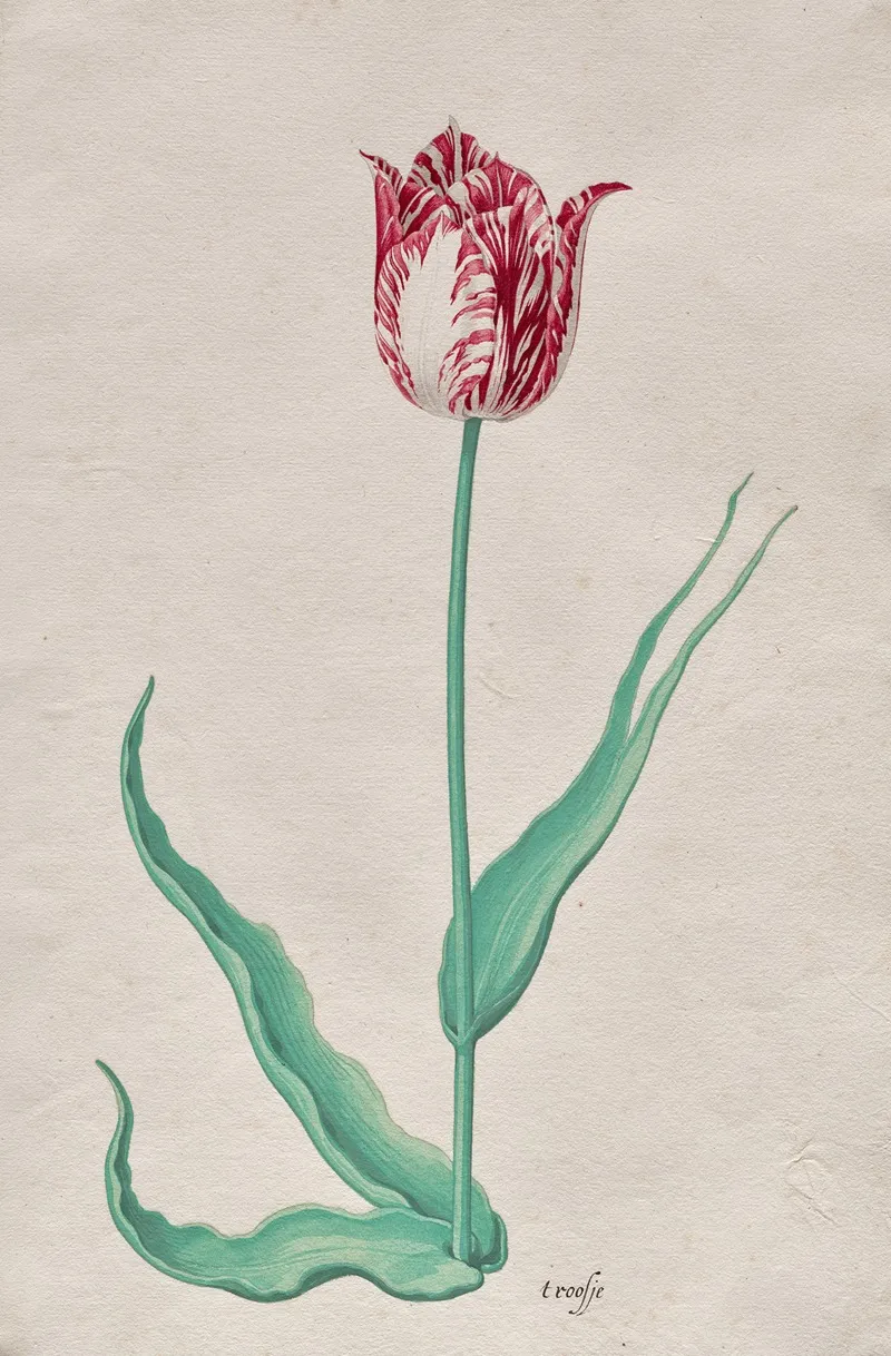 Study Of A Tulip T Roosje Wall Art by Pieter Holsteyn II - High-Resolution Digital Print