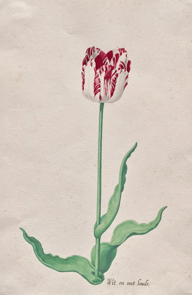 Study Of A Tulip Wit En Root Boode Wall Art by Pieter Holsteyn II - High-Resolution Digital Print