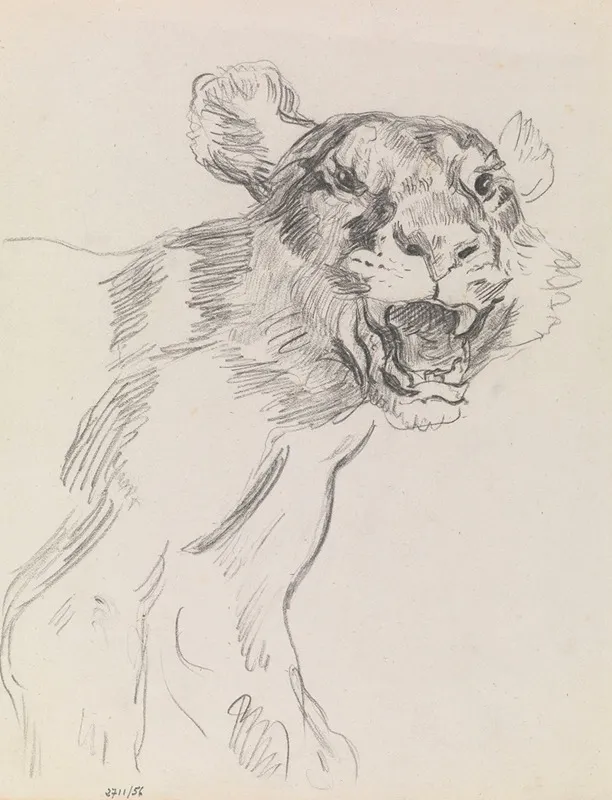 Study Of A Wild Animal