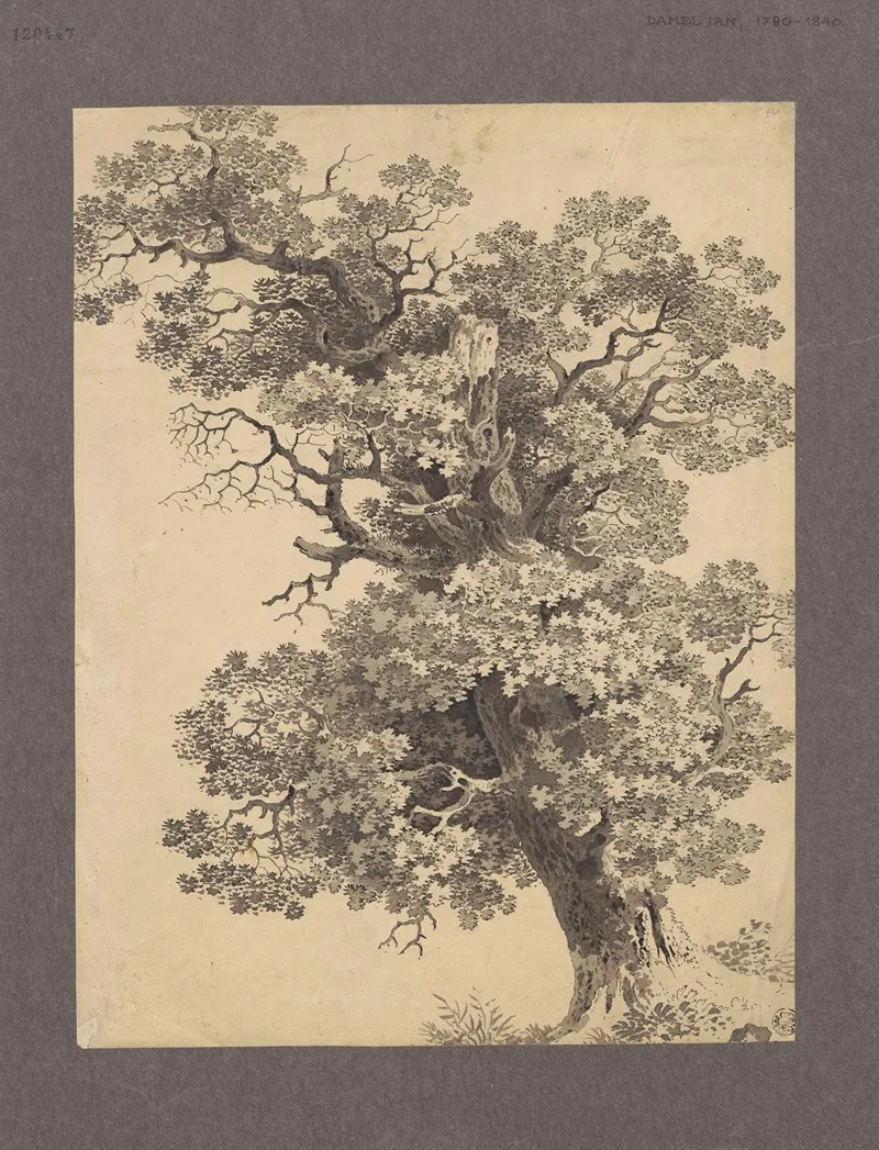Study Of An Oak 2 Wall Art by Jan Krzysztof Damel - High-Resolution Digital Print