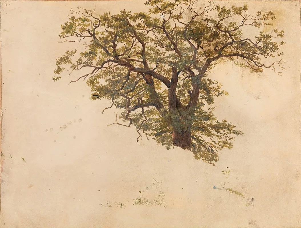 Study Of An Oak