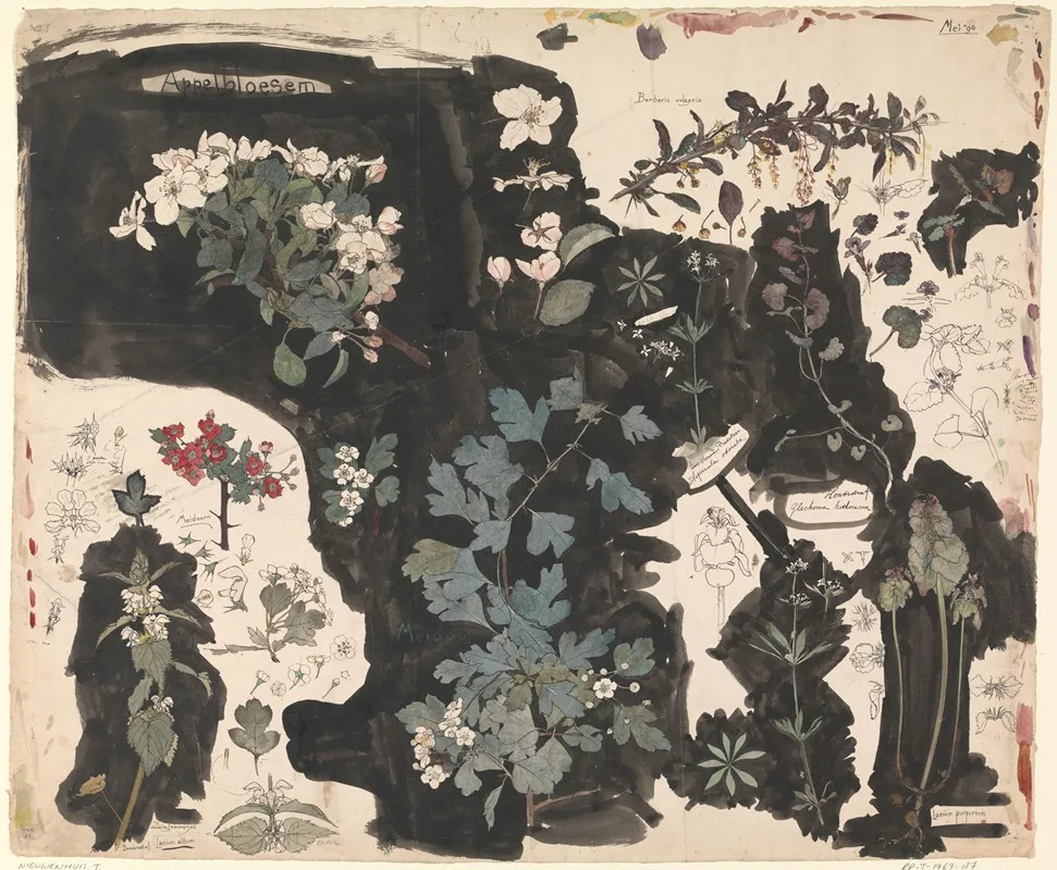 Study Of Apple Blossom Dead Nettle Mayflower And Ground Ivy