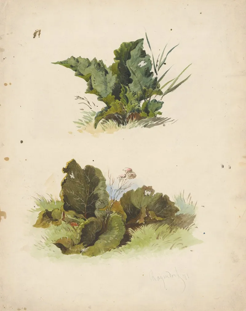 Study Of Broadleaved Plants
