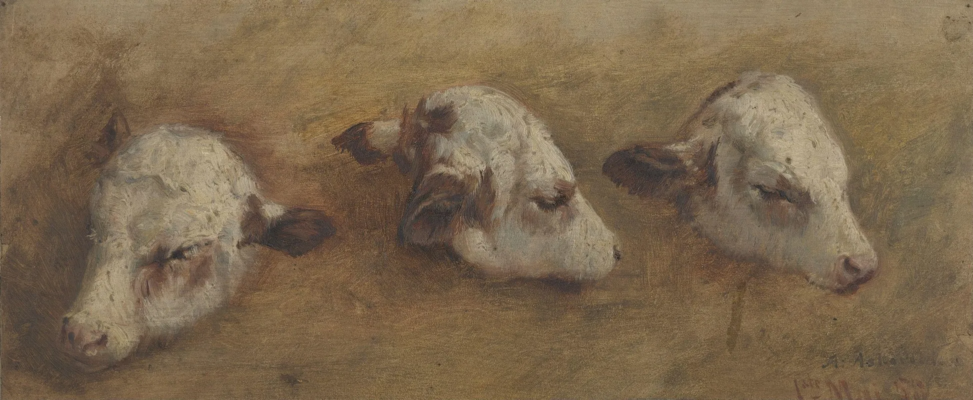 Study Of Calfheads