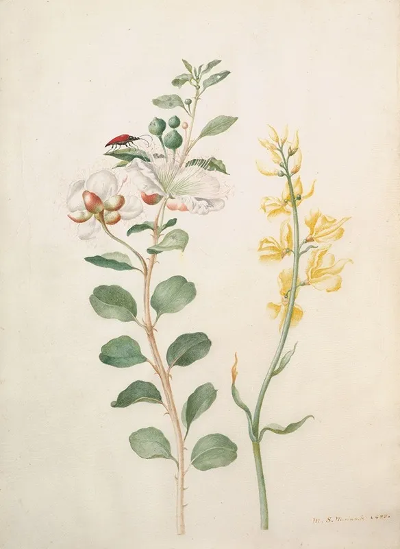 Study Of Capers Gorse And A Beetle