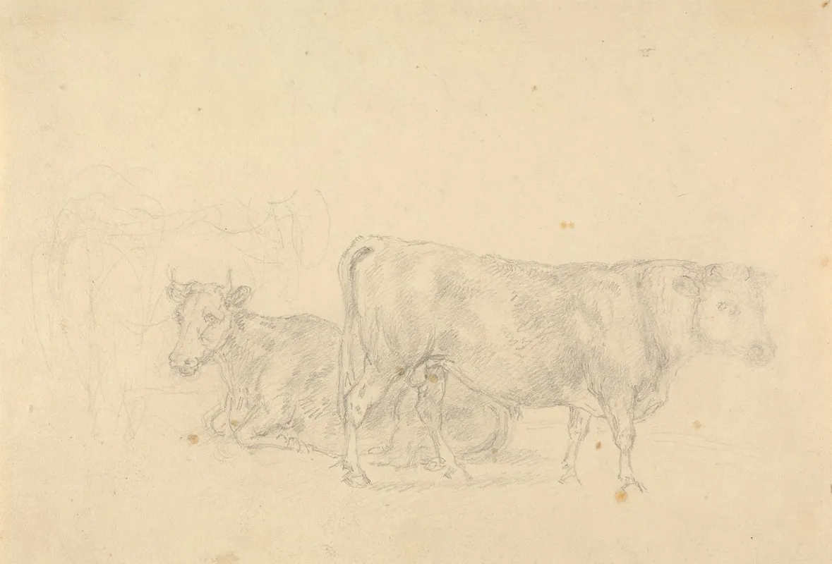 Study Of Cattle Bull In Foreground Facing Right