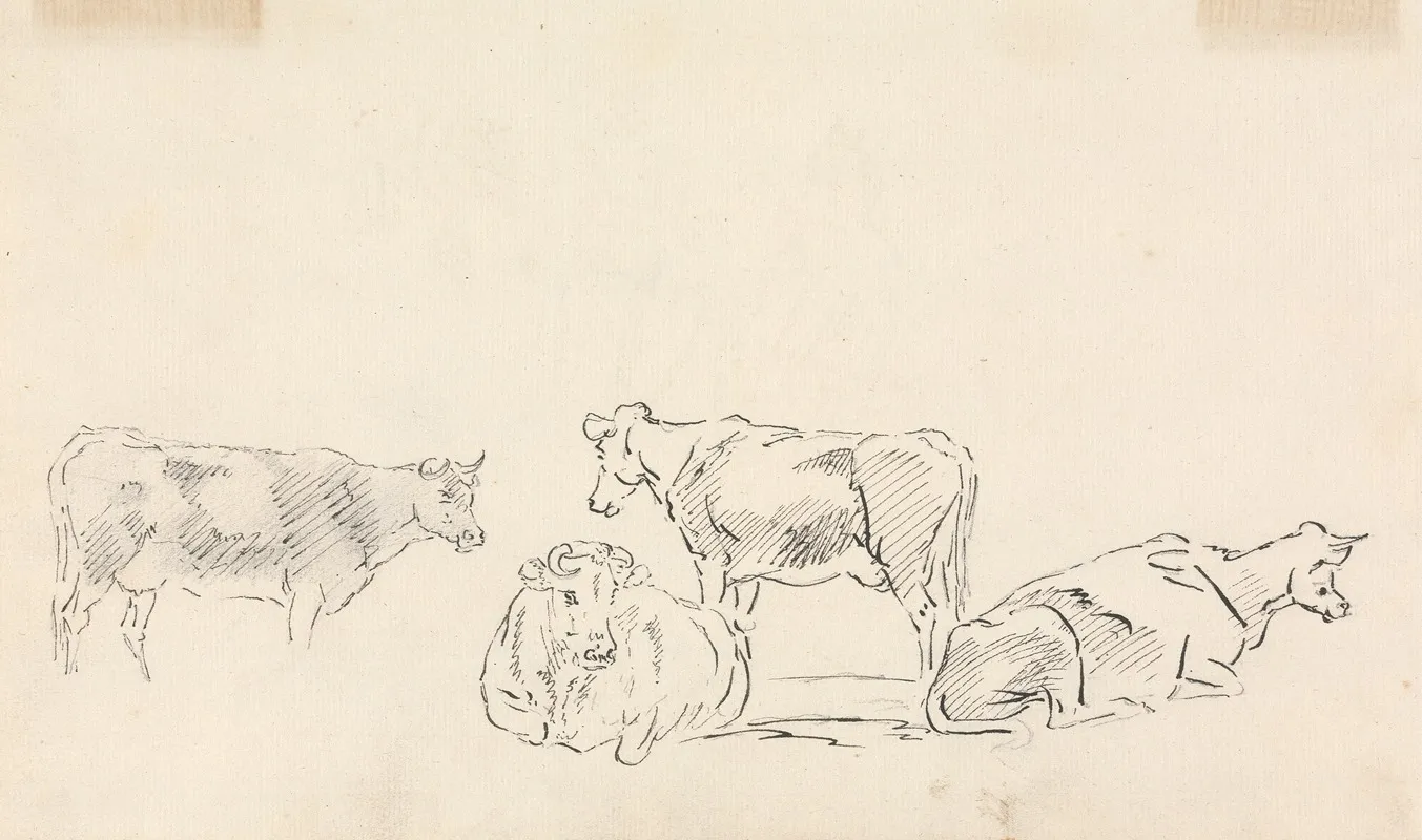 Study Of Cattle