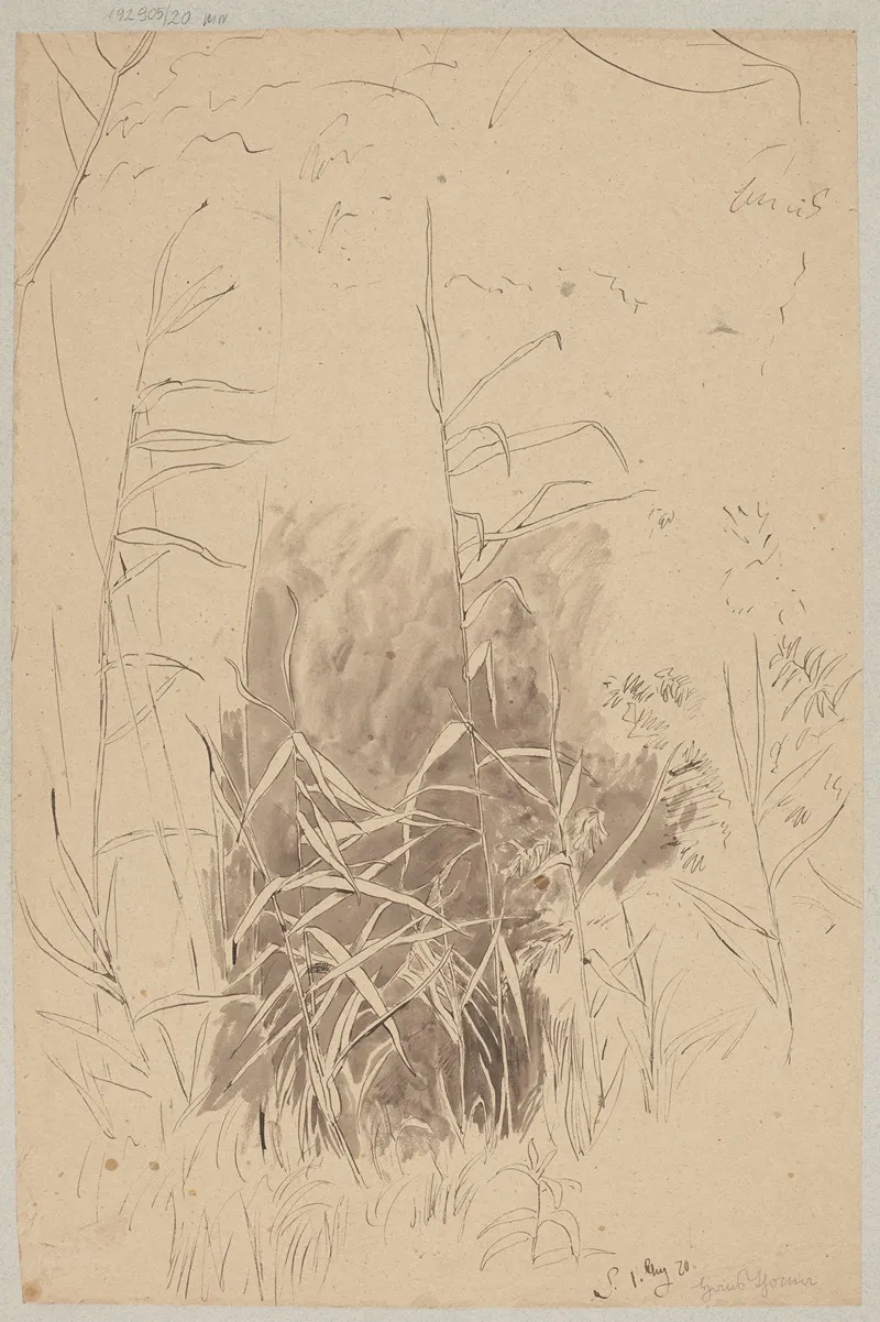 Study Of Grass