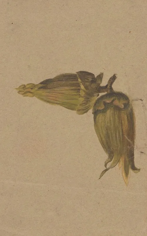 Study Of Hazelnuts Wall Art by Henryka Beyer - High-Resolution Digital Print