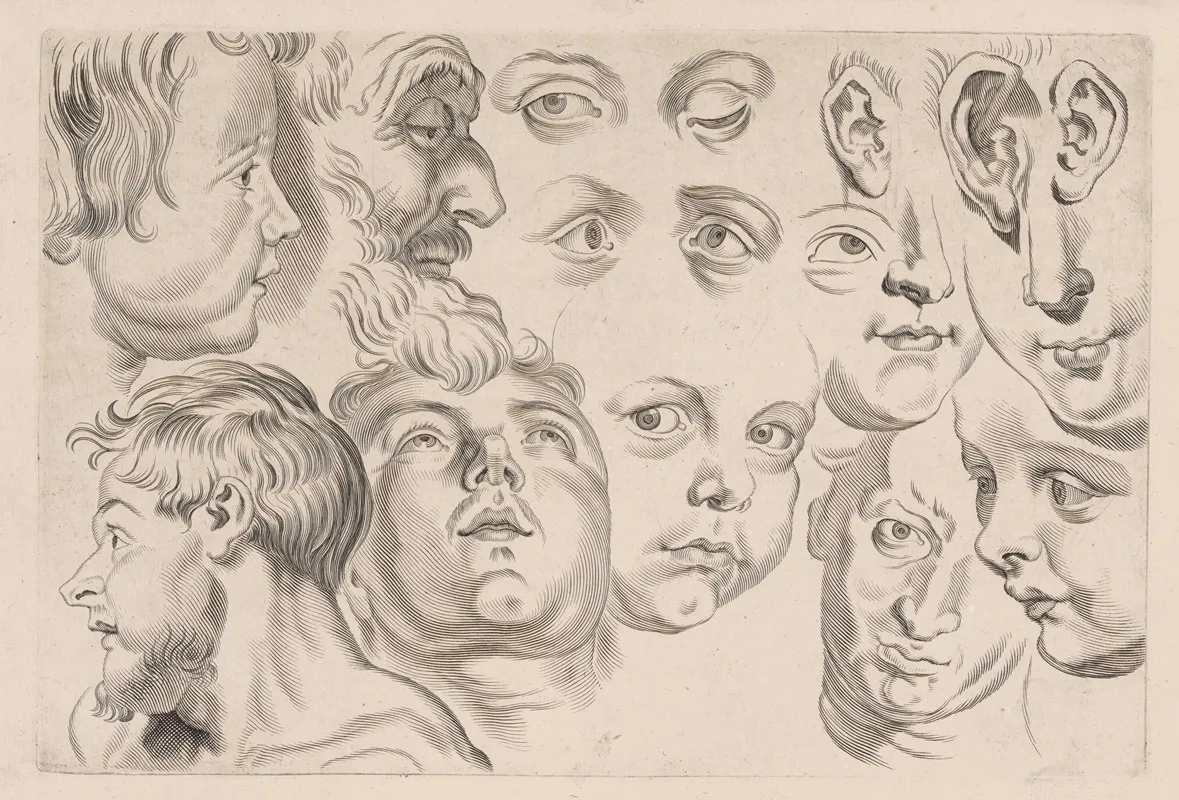 Study Of Heads 6 Wall Art by Peter Paul Rubens - High-Resolution Digital Print