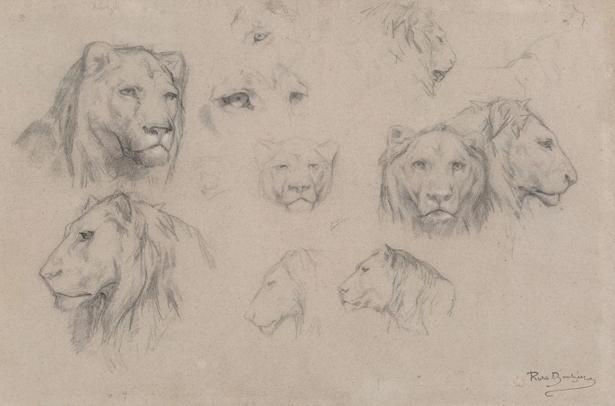 Study Of Heads Of Lions And Lionesses