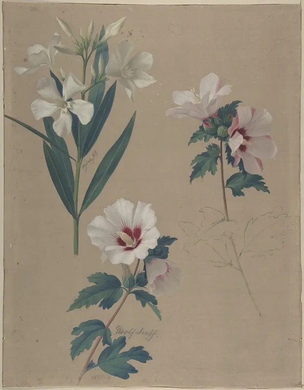 Study Of Hibiscus Plants Wall Art by Adolf Senff - High-Resolution Digital Print