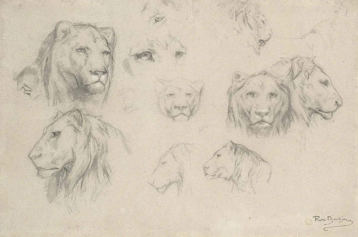Study Of Lions And Lionesses