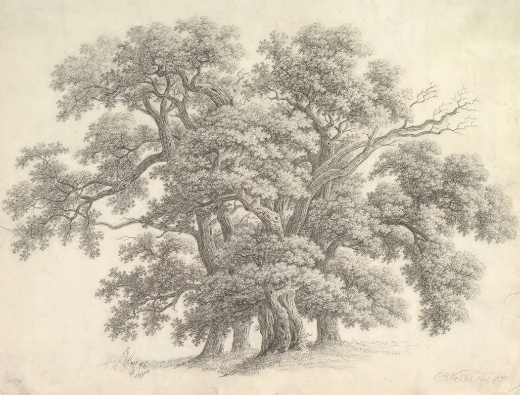 Study Of Oak Trees