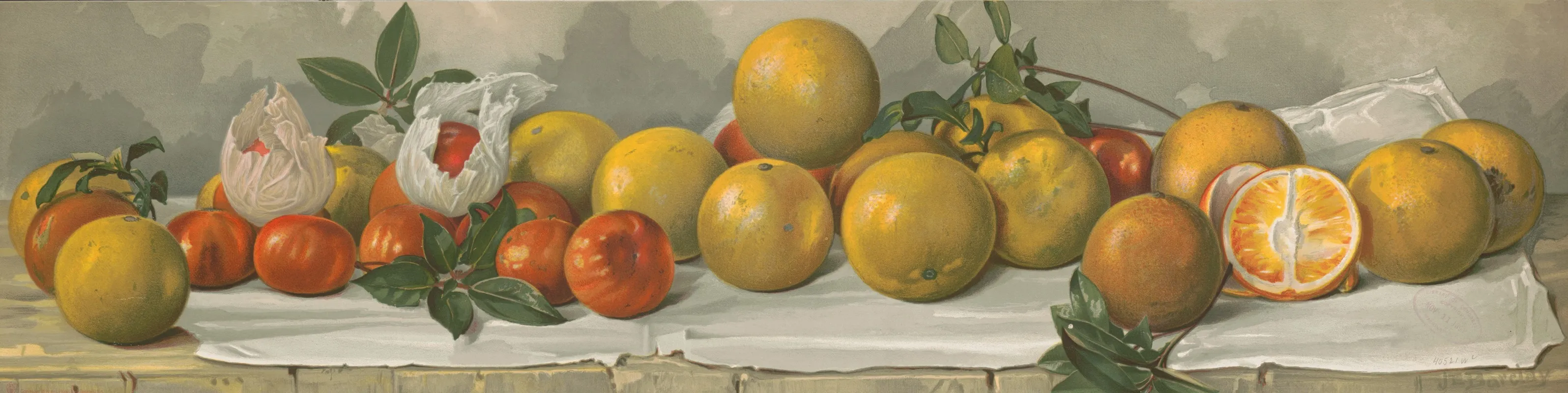Study Of Oranges Wall Art by J. E. Barclay - High-Resolution Digital Print