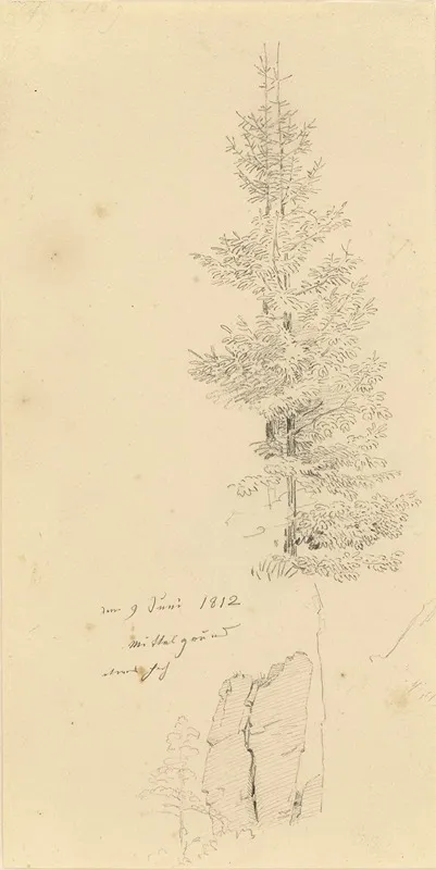 Study Of Pine Trees And A Rock